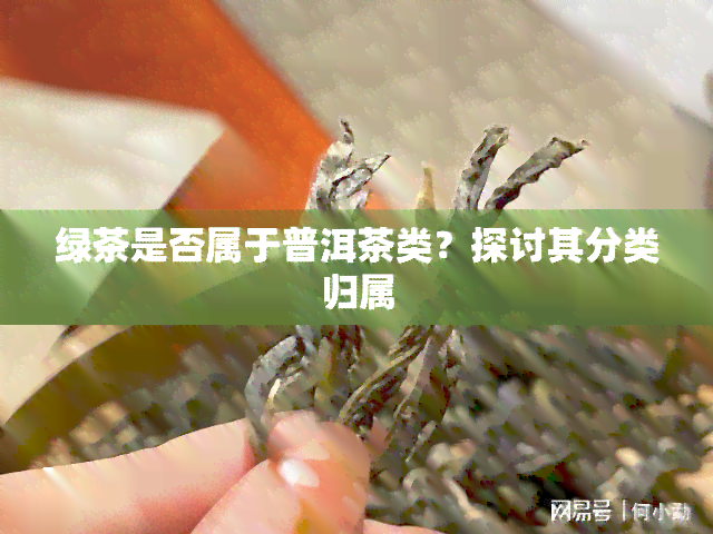 绿茶是否属于普洱茶类？探讨其分类归属