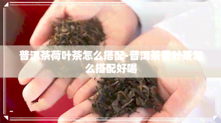 普洱茶荷叶茶怎么搭配-普洱茶荷叶茶怎么搭配好喝