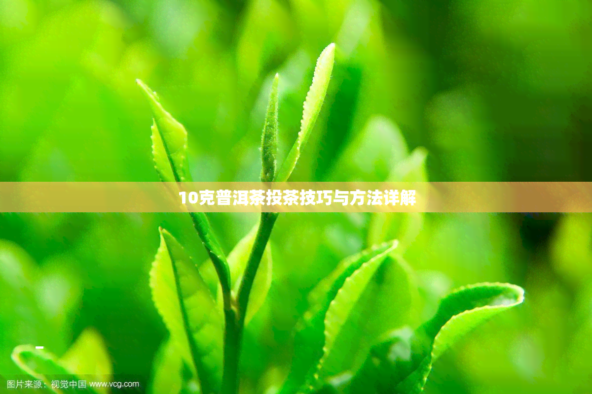 10克普洱茶投茶技巧与方法详解