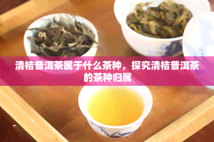 清桔普洱茶属于什么茶种，探究清桔普洱茶的茶种归属