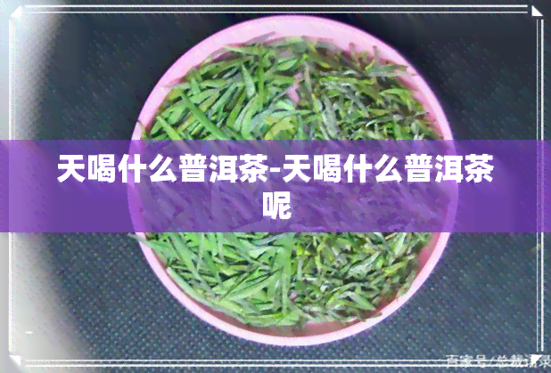 天喝什么普洱茶-天喝什么普洱茶呢