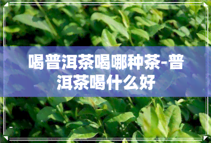 喝普洱茶喝哪种茶-普洱茶喝什么好