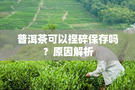 普洱茶可以捏碎保存吗？原因解析