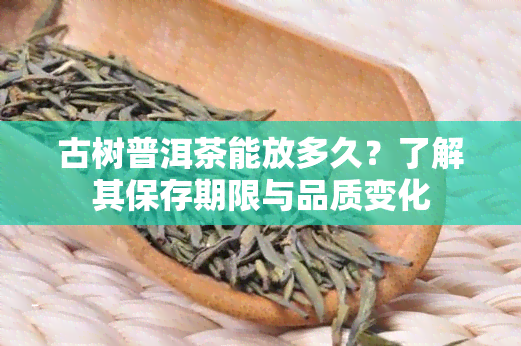 古树普洱茶能放多久？了解其保存期限与品质变化