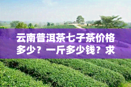 云南普洱茶七子茶价格多少？一斤多少钱？求解！