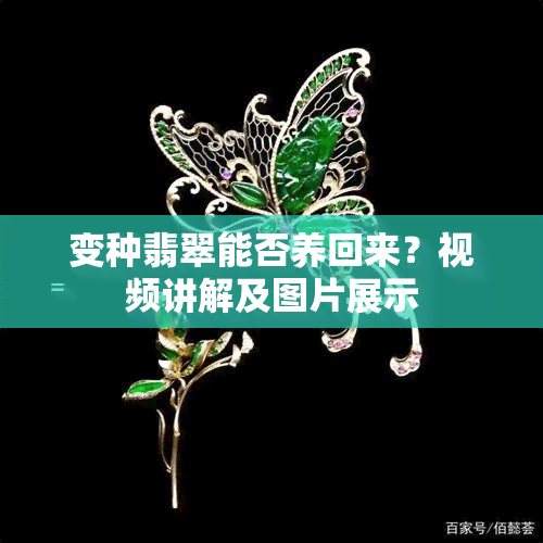 变种翡翠能否养回来？视频讲解及图片展示