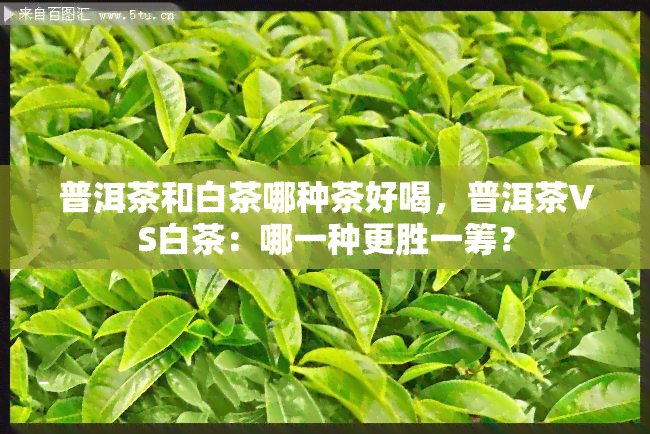 普洱茶和白茶哪种茶好喝，普洱茶VS白茶：哪一种更胜一筹？