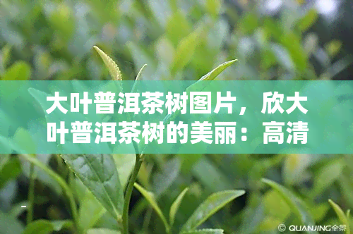 大叶普洱茶树图片，欣大叶普洱茶树的美丽：高清图片展示