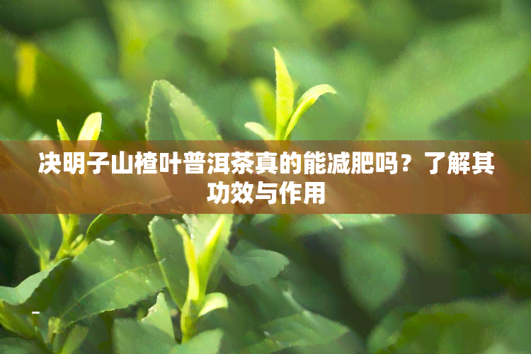 决明子山楂叶普洱茶真的能减肥吗？了解其功效与作用