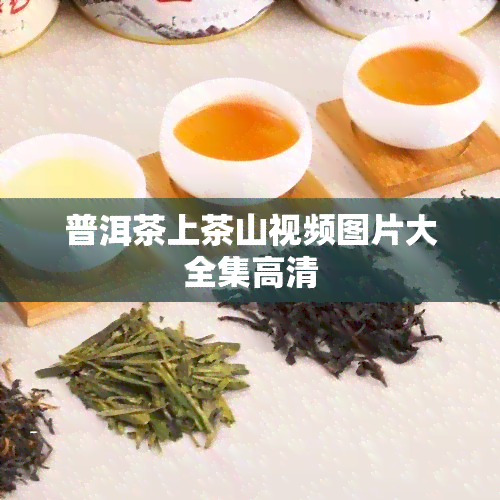 普洱茶上茶山视频图片大全集高清