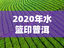 2020年水篮印普洱茶价格一览