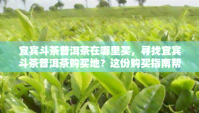 宜宾斗茶普洱茶在哪里买，寻找宜宾斗茶普洱茶购买地？这份购买指南帮你找到！