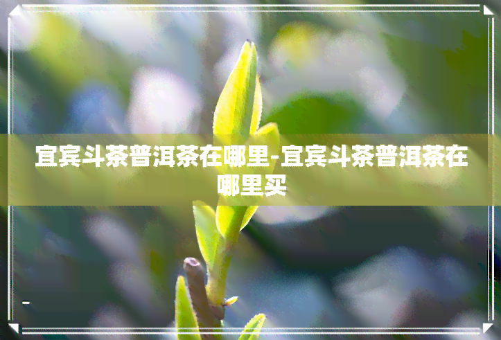 宜宾斗茶普洱茶在哪里-宜宾斗茶普洱茶在哪里买