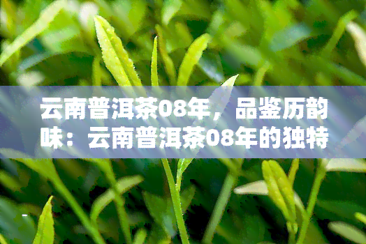 云南普洱茶08年，品鉴历韵味：云南普洱茶08年的独特魅力