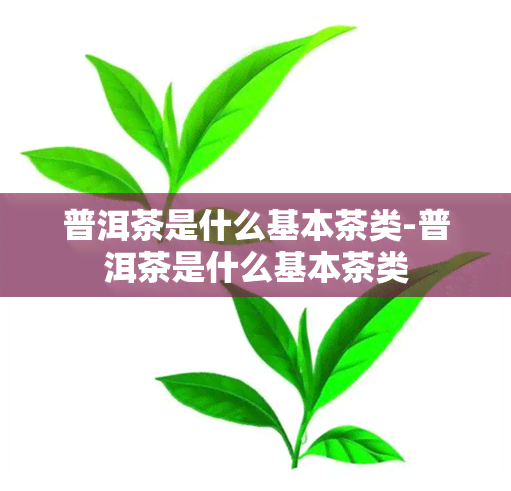 普洱茶是什么基本茶类-普洱茶是什么基本茶类