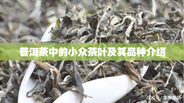 普洱茶中的小众茶叶及其品种介绍