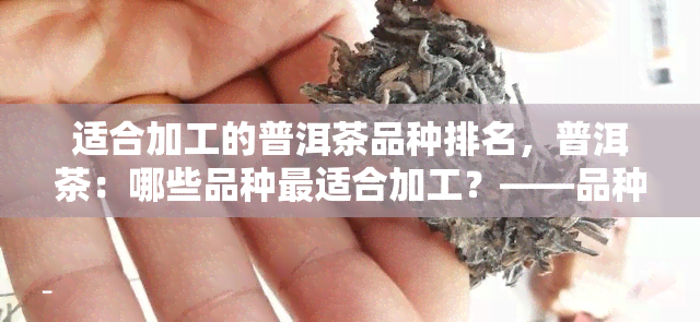 适合加工的普洱茶品种排名，普洱茶：哪些品种最适合加工？——品种排名解析