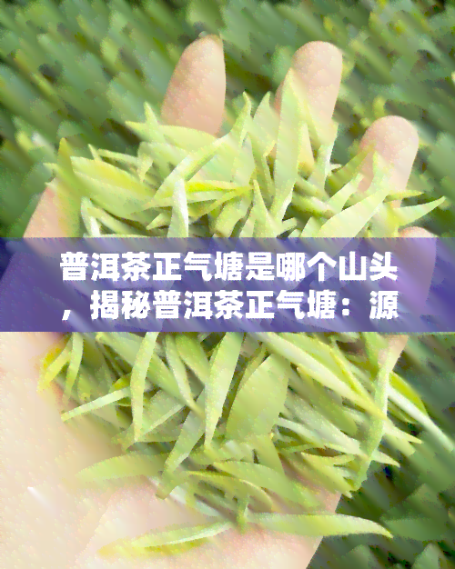 普洱茶正气塘是哪个山头，揭秘普洱茶正气塘：源自哪座神秘的山头？