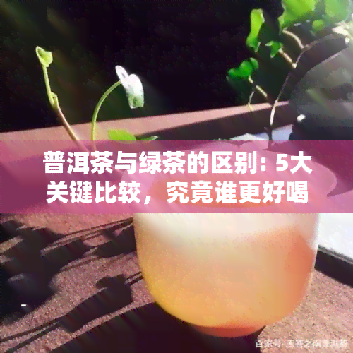 普洱茶与绿茶的区别: 5大关键比较，究竟谁更好喝？