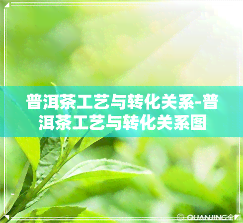 普洱茶工艺与转化关系-普洱茶工艺与转化关系图