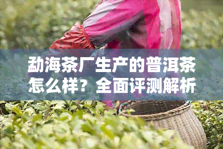 勐海茶厂生产的普洱茶怎么样？全面评测解析