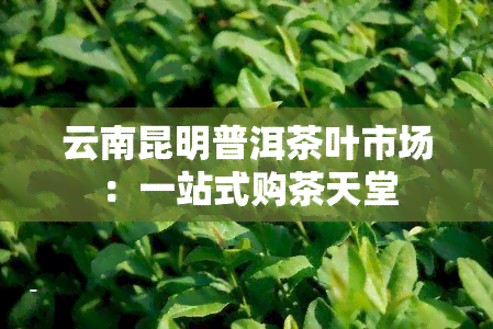 云南昆明普洱茶叶市场：一站式购茶天堂