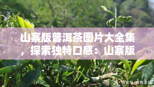 山寨版普洱茶图片大全集，探索独特口感：山寨版普洱茶图片大全集