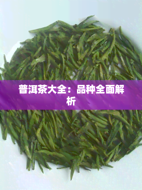 普洱茶大全：品种全面解析