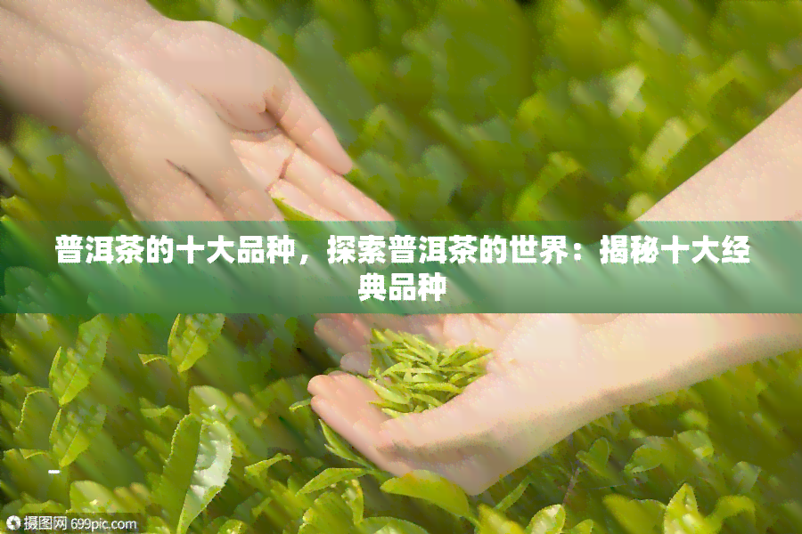 普洱茶的十大品种，探索普洱茶的世界：揭秘十大经典品种