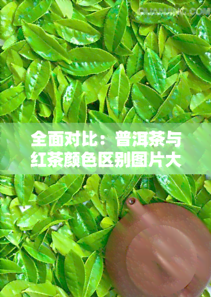 全面对比：普洱茶与红茶颜 *** 别图片大全