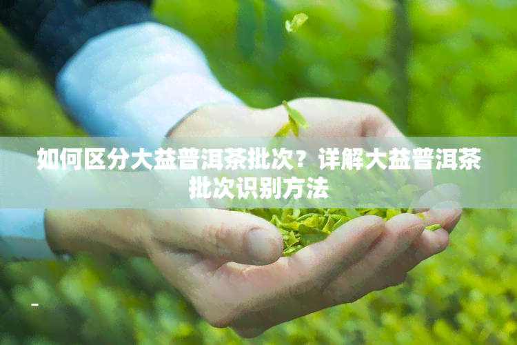 如何区分大益普洱茶批次？详解大益普洱茶批次识别方法