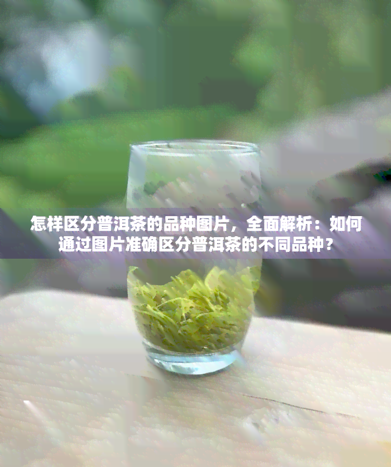 怎样区分普洱茶的品种图片，全面解析：如何通过图片准确区分普洱茶的不同品种？