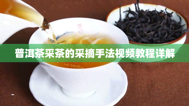 普洱茶采茶的采摘手法视频教程详解