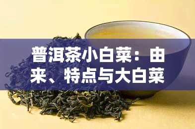 普洱茶小白菜：由来、特点与大白菜比较