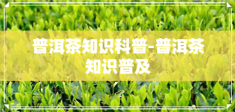 普洱茶知识科普-普洱茶知识普及