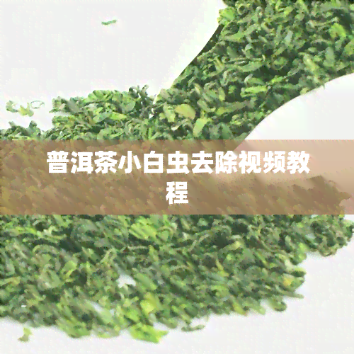 普洱茶小白虫去除视频教程