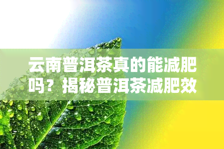 云南普洱茶真的能减肥吗？揭秘普洱茶减肥效果，惊呆你！