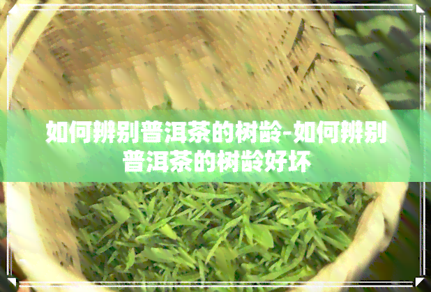 如何辨别普洱茶的树龄-如何辨别普洱茶的树龄好坏