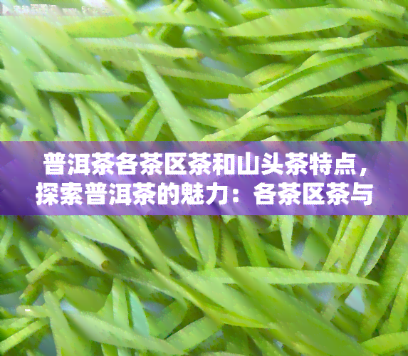 普洱茶各茶区茶和山头茶特点，探索普洱茶的魅力：各茶区茶与山头茶的特点解析