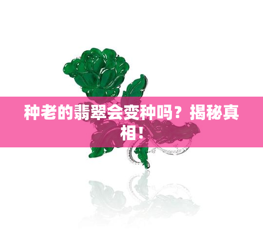 种老的翡翠会变种吗？揭秘真相！