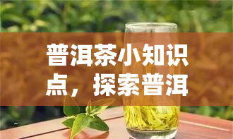 普洱茶小知识点，探索普洱茶的世界：小知识点大揭秘