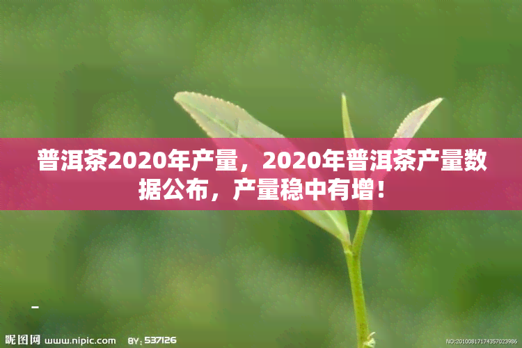 普洱茶2020年产量，2020年普洱茶产量数据公布，产量稳中有增！