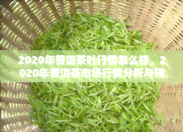 2020年普洱茶叶行情怎么样，2020年普洱茶市场行情分析与预测