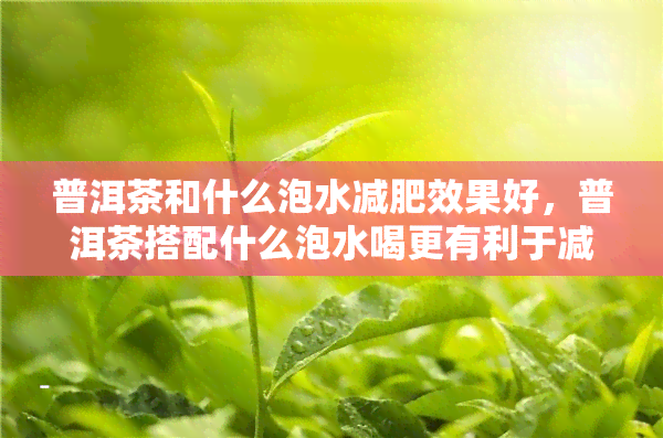 普洱茶和什么泡水减肥效果好，普洱茶搭配什么泡水喝更有利于减肥？