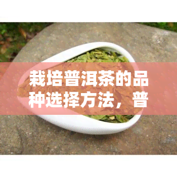 栽培普洱茶的品种选择方法，普洱茶栽培：如何选择合适的品种？