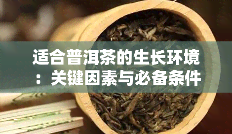 适合普洱茶的生长环境：关键因素与必备条件