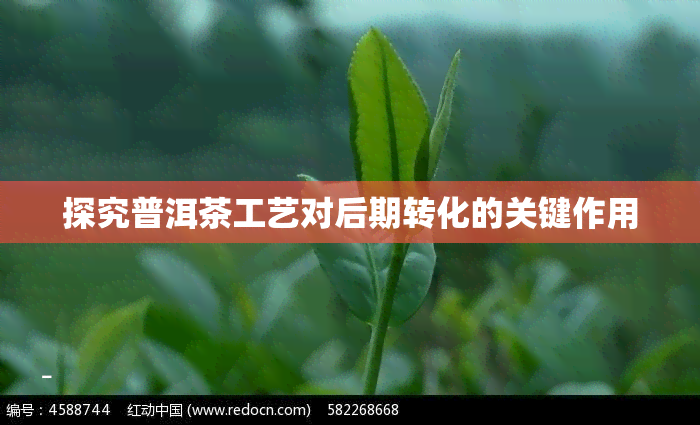 探究普洱茶工艺对后期转化的关键作用