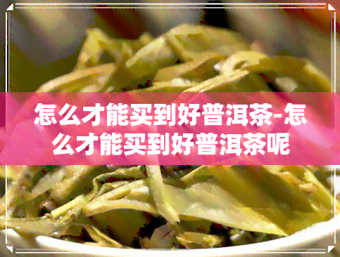 怎么才能买到好普洱茶-怎么才能买到好普洱茶呢