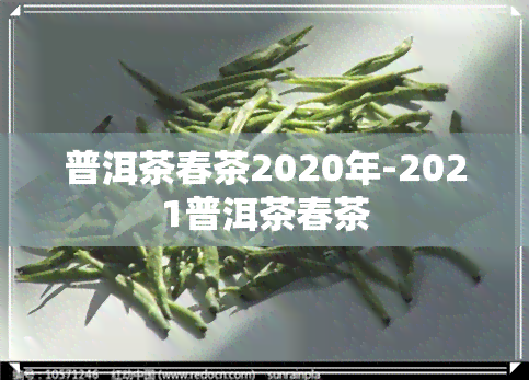 普洱茶春茶2020年-2021普洱茶春茶