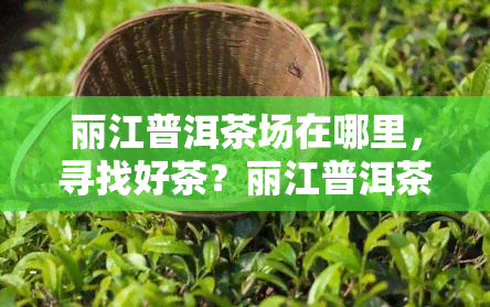 丽江普洱茶场在哪里，寻找好茶？丽江普洱茶场全攻略！